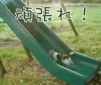 頑張る がんばる 猫 ねこ ネコ Gif Cat Slide Playground Discover Share Gifs