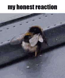 The Bug Shaker My Honest Reaction GIF - The Bug Shaker My Honest Reaction My Honest Reaction Meme GIFs