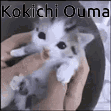 Kokichi Kokichi Ouma GIF - Kokichi Kokichi Ouma Cat GIFs