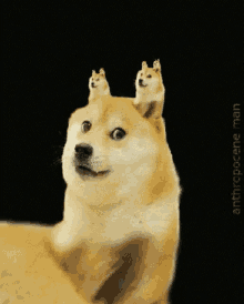 Dog Doggo GIF - Dog Doggo Dog Meme GIFs