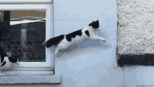 Jumping Cat GIF - Jumping Cat GIFs