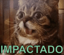Impactado Chocado Abismado Gato GIF - Impacted Shocked Amazed GIFs