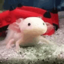 Salamander Cute GIF - Salamander Cute Animals GIFs