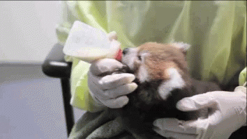 Red Panda Baby Gif Red Panda Baby Descubre Comparte Gifs