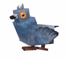 pigeon walk