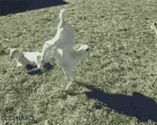 The Goat Awesome GIF - The Goat Awesome Handstand GIFs