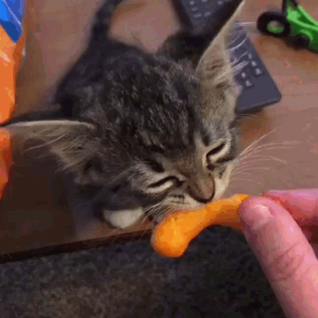cat gift box