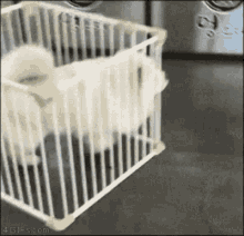 Funny Crate GIF - Funny Crate Dog GIFs