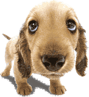 Szimatolókutya Sniffing Dog Sticker - Szimatolókutya Sniffing Dog Sniff Stickers