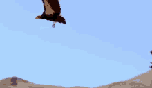 Condor Vulture GIF - Condor Vulture Bird GIFs