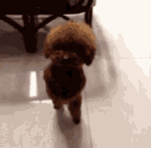 Dogs Playtime GIF - Dogs Playtime GIFs