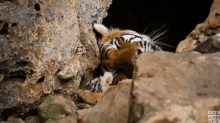 Tiger Cub Baby Tiger GIF - Tiger Cub Baby Tiger Rawr GIFs