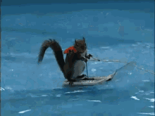 squirrel water skiing funny cute