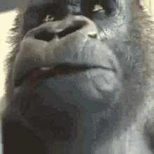 Monkewait Gorilla Eating Meme GIF - Monkewait Gorilla Eating Meme Monke GIFs