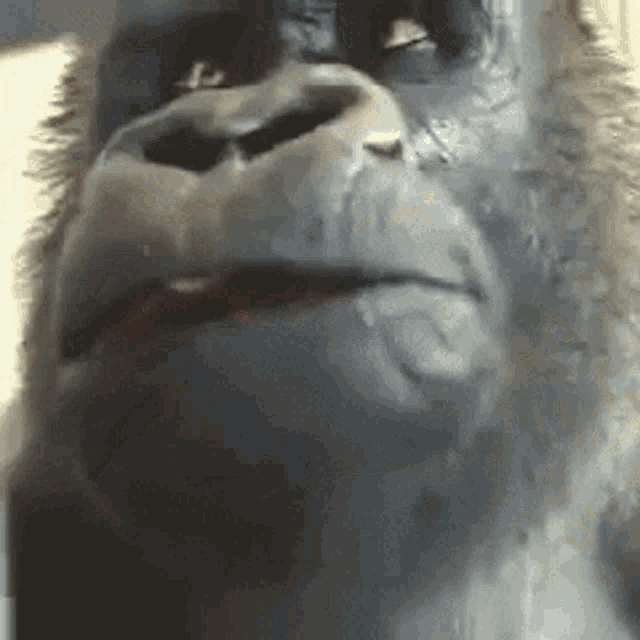 monkewait-gorilla-eating-meme.gif