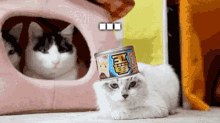 Hell No Cats GIF - Hell No Cats Kittens GIFs
