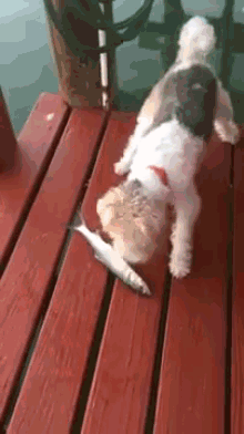 I Don'T Need Water To Fight You! GIF - Fish Dog Sniff GIFs