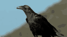 Crow GIF - Crow Bird GIFs