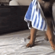 Doggy Towel GIF - Doggy Towel Pet GIFs