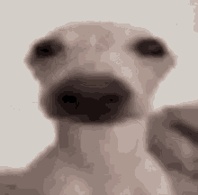 White Dog Jinsoulery GIF - White Dog Jinsoulery Jinsoulburger GIFs