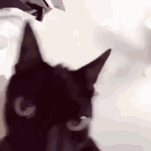 Cat Shaking Head Funny Cat Face GIF - Cat Shaking Head Funny Cat Face Cat GIFs