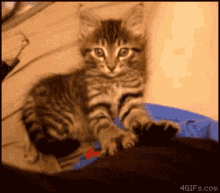 Massage Sleepy GIF - Massage Sleepy Kitten GIFs