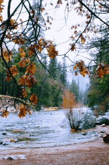 Nature River GIF - Nature River Peaceful GIFs