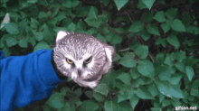 funny animals funny animals