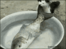 Gone Fishin GIF - Cats Fish Cute GIFs