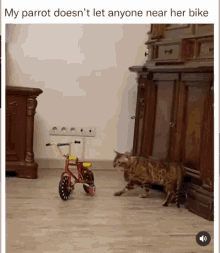 parrot jealousy cat bike ride parrot jealousy cat bike ride