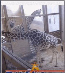Giraffe Zoo GIF - Giraffe Zoo Wiggle Tail GIFs