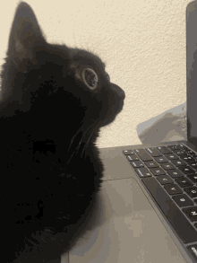 jinx the cat jinx jinx cat cat computer