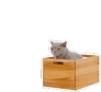 Petsure Cat Sticker - Petsure Cat Cat In A Box Stickers