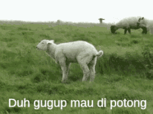 Lebaran GIF - Padang Rumput Kambing GIFs