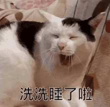 打哈欠 洗洗睡 哈欠 累 愛睏 睏 想睡 呵欠 GIF - Yawn Cat Yawn Sleepy GIFs