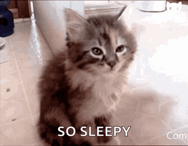 sleepy-cat.gif