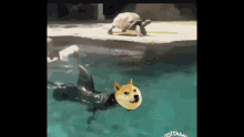 Doge Shark Dogecoin GIF - Doge Shark Dogecoin Doge GIFs