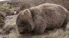 Wombat Eating GIF - Wombat Eating Hungry GIFs