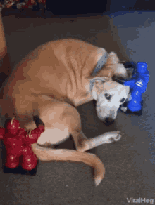 Pet Dog Robot GIF - Pet Dog Dog Robot GIFs