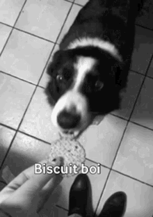 Biscuit Boi Doggo GIF - Biscuit Boi Doggo Dog GIFs
