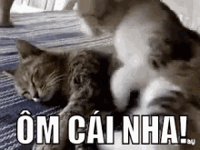 Mèo, ôm, Yêu, Entertainmeplz GIF - Cat Hug Love GIFs