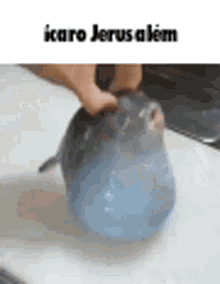 peixe jerusalem icaro big chungus funny fish peixe jerusalem icaro big chungus funny fish