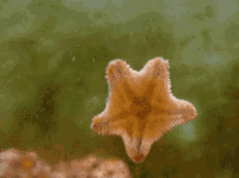 Hello! GIF - Star Fish Echinoderms Sea Stars GIFs