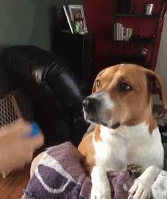 Yard stare meme. Dog stare Camera. 1000 Yard stare Red gif. 1000 Yard stare meme gif. One Thousand Yard stare meme.