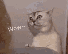 Cat Wow GIF - Cat Wow Ohhh GIFs