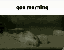 jerboa roingus goo morning morning