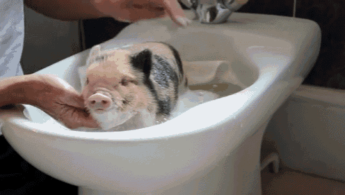 Fuzzy Micro Pig In The Bath! Squeee! GIF - Micropig Bathtime Fuzzy GIFs