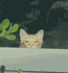 Cat Peek GIF - Cat Peek Hide GIFs