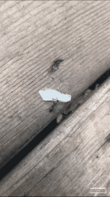 Ant Moth GIF - Ant Moth Life GIFs