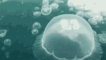 moon jellyfish world jellyfish day underwater common jellyfish moon jelly moon jellyfish world jellyfish day underwater common jellyfish moon jelly